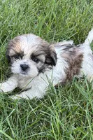 Iris, a female Shih Tzu for sale in Sturgis, MI – 3 of 6