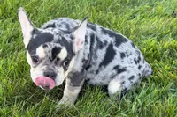 Abby, a female French Bulldog for sale in Sturgis, MI – 7 of 9