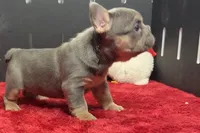 Willy , a male French Bulldog for sale in Sturgis, MI – 2 of 9