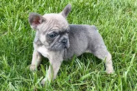 Sophie, a female French Bulldog for sale in Sturgis, MI – 6 of 10