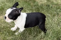 Nova, a female Boston Terrier for sale in Sturgis, MI – 6 of 9