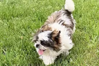 Sawyer, a male Shih Tzu for sale in Sturgis, MI – 7 of 9