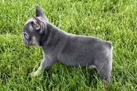 Ford, a male French Bulldog for sale in Sturgis, MI – 2 of 8