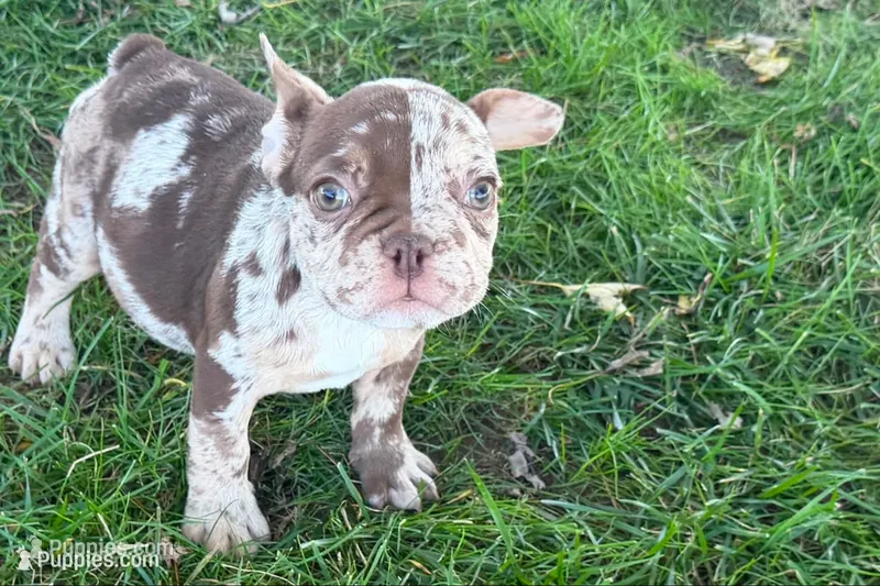 Albert – French Bulldog puppy for sale in Sturgis, MI