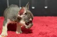 Dean, a male French Bulldog for sale in Sturgis, MI – 10 of 10