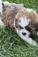 Idol, a male Shih Tzu for sale in Sturgis, MI – 3 of 8