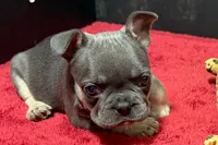 Hedie, a female French Bulldog for sale in Sturgis, MI – 2 of 10