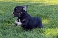 Tubby, a female French Bulldog for sale in Sturgis, MI – 2 of 9