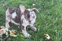 Albert, a  French Bulldog for sale in Sturgis, MI – 9 of 10