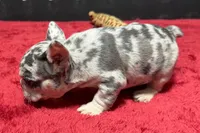 Hulu, a female French Bulldog for sale in Sturgis, MI – 3 of 10