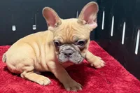 Yack, a male French Bulldog for sale in Sturgis, MI – 9 of 10