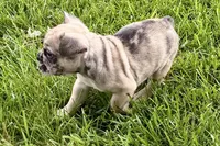 Scooter, a male French Bulldog for sale in Sturgis, MI – 8 of 9