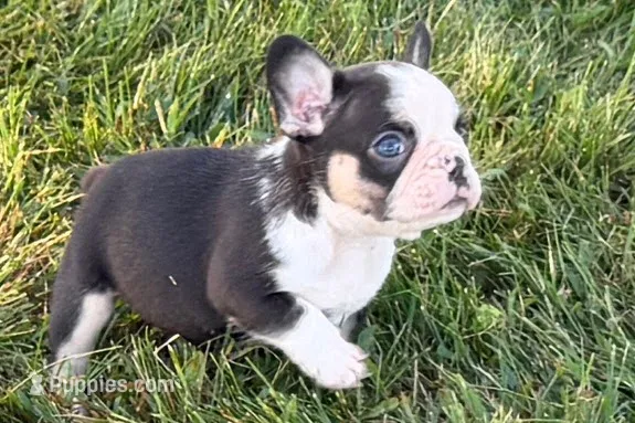 Clark – French Bulldog puppy for sale in Sturgis, MI