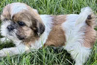 Ivona , a female Shih Tzu for sale in Sturgis, MI – 7 of 7