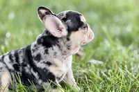 Abby, a female French Bulldog for sale in Sturgis, MI – 9 of 9