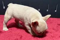 Leo, a male French Bulldog for sale in Sturgis, MI – 8 of 9