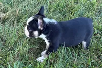Cookie, a female French Bulldog for sale in Sturgis, MI – 7 of 10