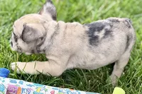 Scooter, a male French Bulldog for sale in Sturgis, MI – 2 of 9
