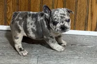 Quinn, a female French Bulldog for sale in Sturgis, MI – 7 of 10