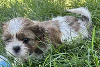 Irv, a male Shih Tzu for sale in Sturgis, MI – 6 of 6