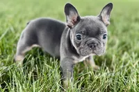 Ford, a male French Bulldog for sale in Sturgis, MI – 5 of 8