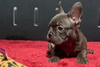 Donna , a female French Bulldog for sale in Sturgis, MI – 1 of 10