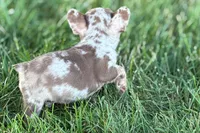 Albert , a male French Bulldog for sale in Sturgis, MI – 7 of 7