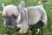Nelly, a female French Bulldog for sale in Sturgis, MI – 5 of 10