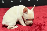 Dell , a male French Bulldog for sale in Sturgis, MI – 9 of 10
