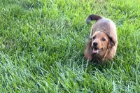 Moya , a female Dachshund for sale in Sturgis, MI – 4 of 10