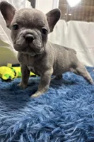 Ina, a female Boston Terrier and French Bulldog for sale in Sturgis, MI – Photo 10 of 10