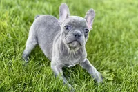 Ina, a female Frenchton for sale in Sturgis, MI – 6 of 7