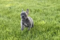 Ina, a female Frenchton for sale in Sturgis, MI – 2 of 7