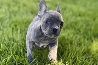 Ina, a female Frenchton for sale in Sturgis, MI – 5 of 7