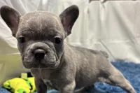 Ina, a female Boston Terrier and French Bulldog for sale in Sturgis, MI – Photo 1 of 10