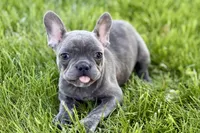 Ina, a female Frenchton for sale in Sturgis, MI – 4 of 7