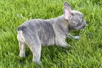 Ina, a female Frenchton for sale in Sturgis, MI – 3 of 7