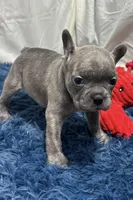 Ina, a female Boston Terrier and French Bulldog for sale in Sturgis, MI – Photo 5 of 10
