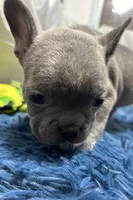 Ina, a female Boston Terrier and French Bulldog for sale in Sturgis, MI – Photo 8 of 10