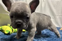 Ina, a female Boston Terrier and French Bulldog for sale in Sturgis, MI – Photo 6 of 10