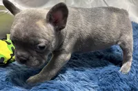 Ina, a female Boston Terrier and French Bulldog for sale in Sturgis, MI – Photo 9 of 10