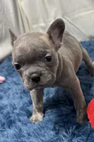 Ina, a female Boston Terrier and French Bulldog for sale in Sturgis, MI – Photo 2 of 10