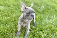 Ina, a female Frenchton for sale in Sturgis, MI – 7 of 7