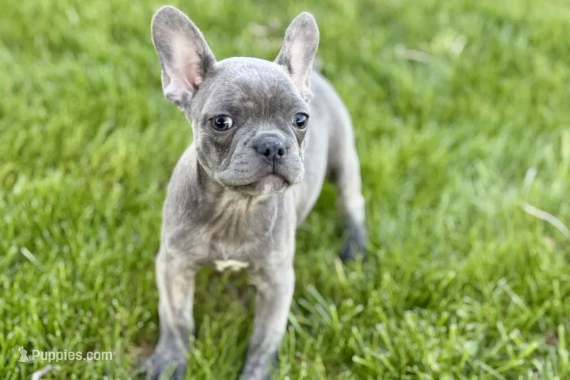 Ina – Frenchton puppy for sale in Sturgis, MI