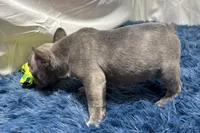 Ina, a female Boston Terrier and French Bulldog for sale in Sturgis, MI – Photo 7 of 10