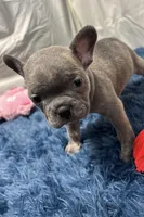 Ina, a female Boston Terrier and French Bulldog for sale in Sturgis, MI – Photo 3 of 10