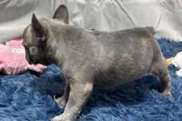 Ina, a female Boston Terrier and French Bulldog for sale in Sturgis, MI – Photo 4 of 10