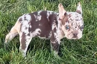 Alvin, a male French Bulldog for sale in Sturgis, MI – 6 of 9