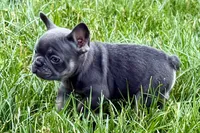 Kenzie, a female French Bulldog for sale in Sturgis, MI – 2 of 10