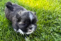 Gina, a female Shih Tzu for sale in Sturgis, MI – 10 of 10